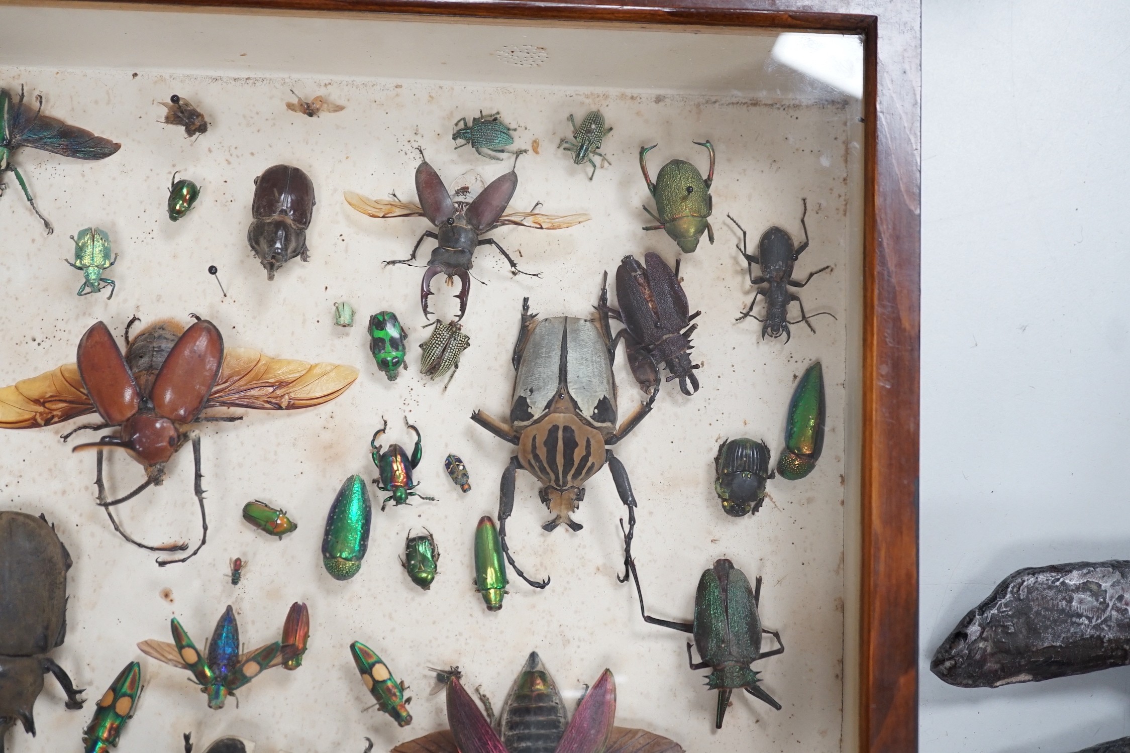 A cased group of early 20th century taxidermic bugs and beetles